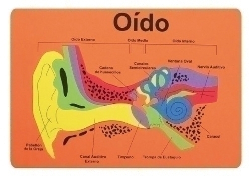 Goma Eva Fixo Kids Puzle 26X36 Cm. Sistema Auditiu