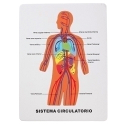 Goma Eva Fixo Kids Puzle 22,5X28 Cm. Sistema Circulatori
