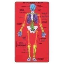 Goma Eva Fixo Kids Puzle 15,7X28 Cm. Esquelet Humà